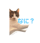 ミケ猫の日常スタンプ（個別スタンプ：13）