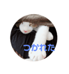ミケ猫の日常スタンプ（個別スタンプ：14）