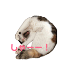 ミケ猫の日常スタンプ（個別スタンプ：15）