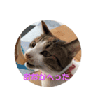 ミケ猫の日常スタンプ（個別スタンプ：16）