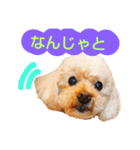おしゃべりプ～イ（個別スタンプ：1）