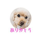 おしゃべりプ～イ（個別スタンプ：10）