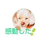 おしゃべりプ～イ（個別スタンプ：11）