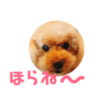おしゃべりプ～イ（個別スタンプ：12）
