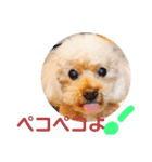 おしゃべりプ～イ（個別スタンプ：13）