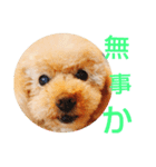 おしゃべりプ～イ（個別スタンプ：14）