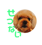 おしゃべりプ～イ（個別スタンプ：19）