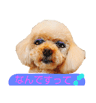 おしゃべりプ～イ（個別スタンプ：21）