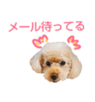 おしゃべりプ～イ（個別スタンプ：22）