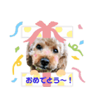 ニコの友達プードルのココアちゃん（個別スタンプ：3）