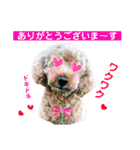 ニコの友達プードルのココアちゃん（個別スタンプ：4）