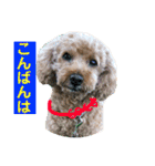 ニコの友達プードルのココアちゃん（個別スタンプ：11）