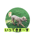 ニコの友達プードルのココアちゃん（個別スタンプ：15）