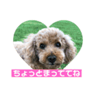 ニコの友達プードルのココアちゃん（個別スタンプ：18）