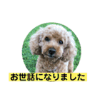 ニコの友達プードルのココアちゃん（個別スタンプ：27）