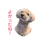ニコの友達プードルのココアちゃん（個別スタンプ：28）