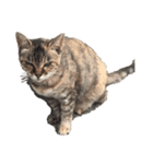 猫ちゃん's（個別スタンプ：3）