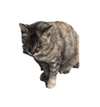 猫ちゃん's（個別スタンプ：5）