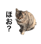 猫ちゃん's（個別スタンプ：11）