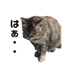 猫ちゃん's（個別スタンプ：13）