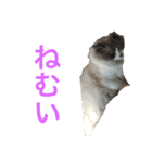 猫ちゃん's（個別スタンプ：14）