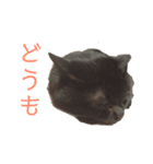 猫ちゃん's（個別スタンプ：16）