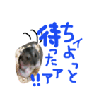 ハムすたンプ その③(ときどき丁寧編)（個別スタンプ：3）