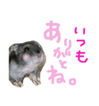 ハムすたンプ その③(ときどき丁寧編)（個別スタンプ：4）