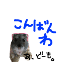 ハムすたンプ その③(ときどき丁寧編)（個別スタンプ：5）