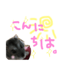 ハムすたンプ その③(ときどき丁寧編)（個別スタンプ：8）