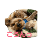 まろたんのすたんぷ（個別スタンプ：4）