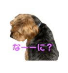 まろたんのすたんぷ（個別スタンプ：7）