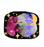 ポメラニアンのらいがくん（個別スタンプ：1）