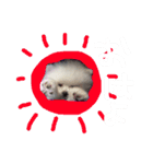 ポメラニアンのらいがくん（個別スタンプ：2）