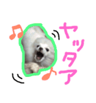 ポメラニアンのらいがくん（個別スタンプ：5）