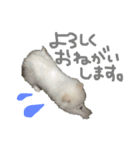 ポメラニアンのらいがくん（個別スタンプ：7）