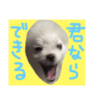 ポメラニアンのらいがくん（個別スタンプ：8）