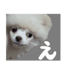 ポメラニアンのらいがくん（個別スタンプ：9）