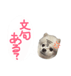 ポメラニアンのらいがくん（個別スタンプ：13）