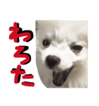 ポメラニアンのらいがくん（個別スタンプ：14）