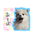 ポメラニアンのらいがくん（個別スタンプ：15）