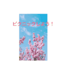 写真で伝える日常会話（個別スタンプ：15）