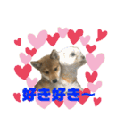 豆柴 信玄くん（個別スタンプ：2）
