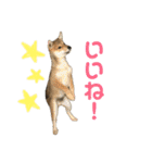 豆柴 信玄くん（個別スタンプ：4）