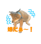 豆柴 信玄くん（個別スタンプ：5）