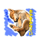 豆柴 信玄くん（個別スタンプ：7）