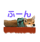 豆柴 信玄くん（個別スタンプ：9）