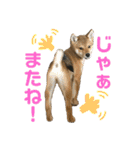 豆柴 信玄くん（個別スタンプ：10）