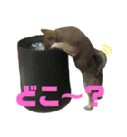 豆柴 信玄くん（個別スタンプ：11）