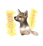 豆柴 信玄くん（個別スタンプ：13）
